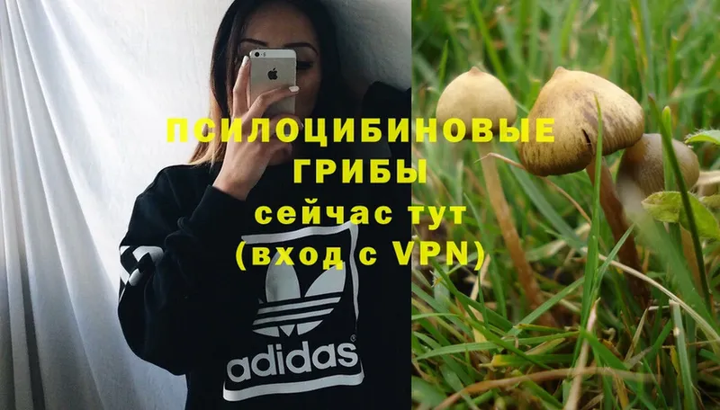 дарнет шоп  omg ССЫЛКА  Галлюциногенные грибы Psilocybine cubensis  Кудрово 